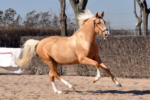 Palomino PRE stallion for sale.