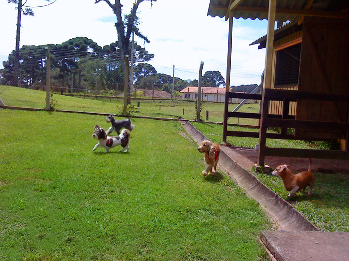 Pet Hotel Curitiba Hotel para Cães Travessa João Ruzenente, 47
