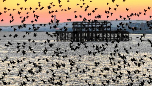 Starlings over West Pier, Brighton