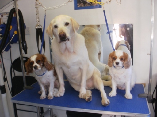 Oliver's Dog Groomers Liskeard, Cornwall