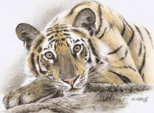 Colour Pencil Drawing of Tiger
