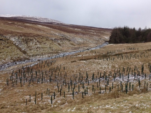 River stabilisation planting project Glendun