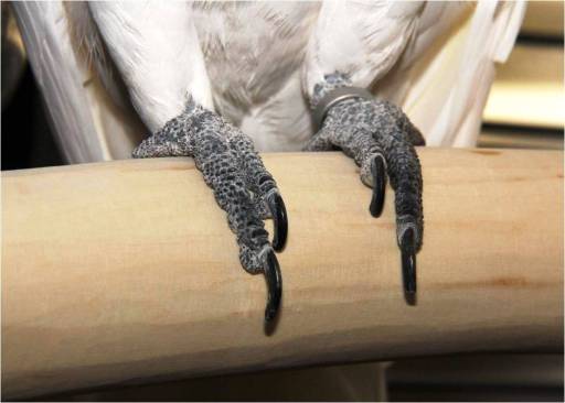 Full length natural wood perch for extra large parrot