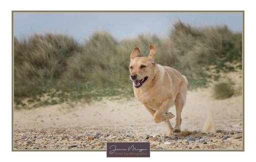 Beach Dog Photoshoots | Hound Dog Photography