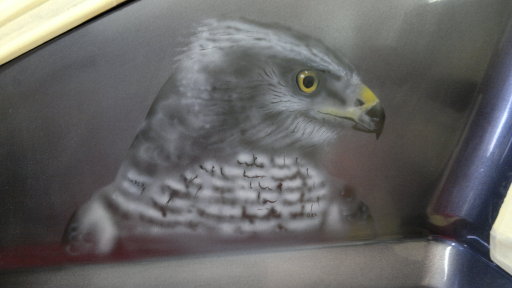 goshawk