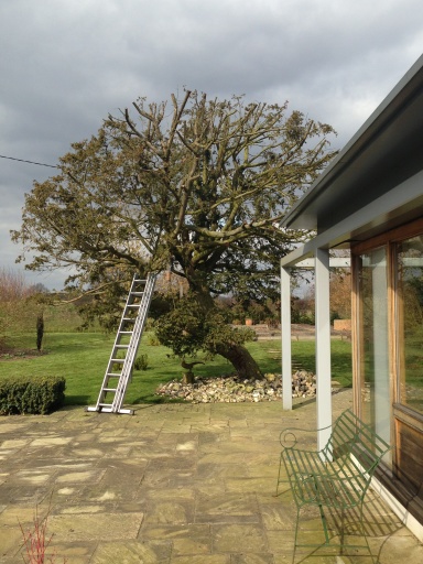 Yew tree reduction