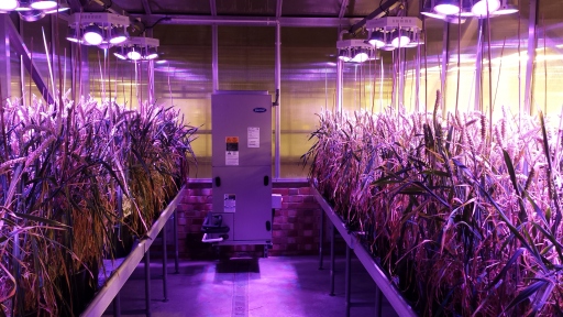 Attis-7 growing wheat at Rothamsted Research