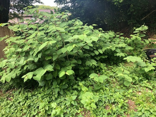  Knotweed Surveys Devon 