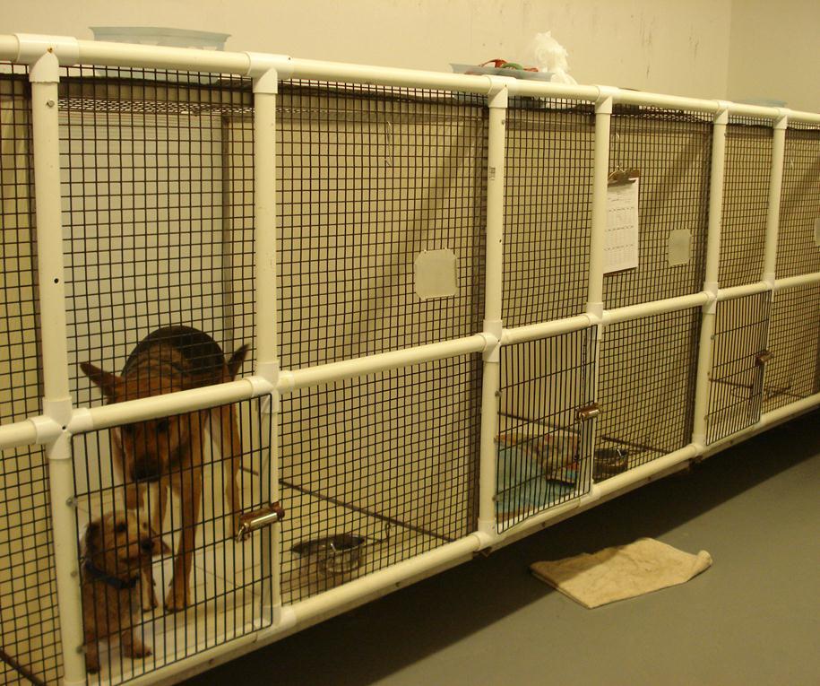 Bed & Biscuit Boarding Kennel 521 Spring Cliff Dr, Rogers, AR, 727567432