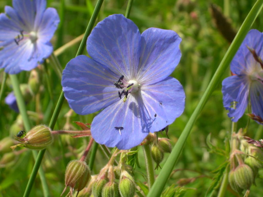 Meadow Cranesbill