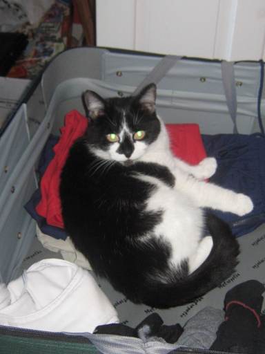 My cat Molly sneaking in my suitcase