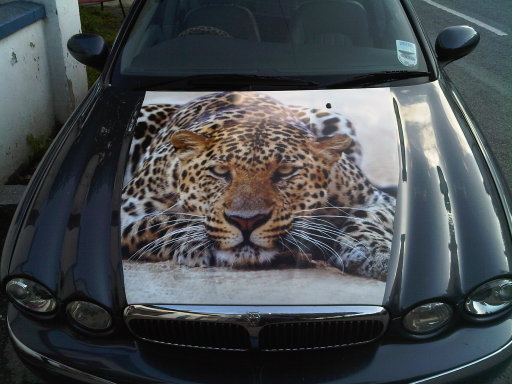 Jaguar Partial Wrap