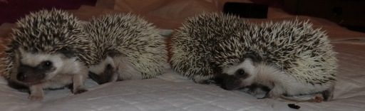 21 Days Old