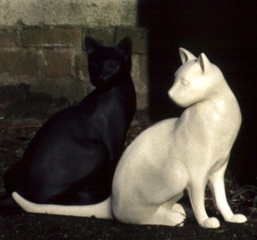 Cat Sculpture, cream finish. Lifelike and life-sized.