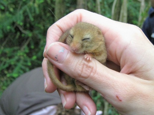 Dormouse survey South Wales