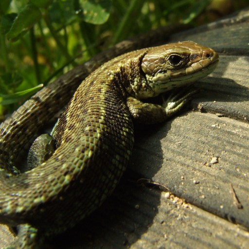 Common Lizard