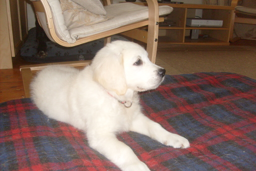 Dogs of all ages are welcome to stay at komfy k9.