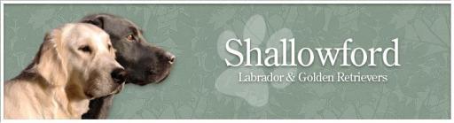 Shallowford Retrievers - Labrador and Golden Retrievers from people who care