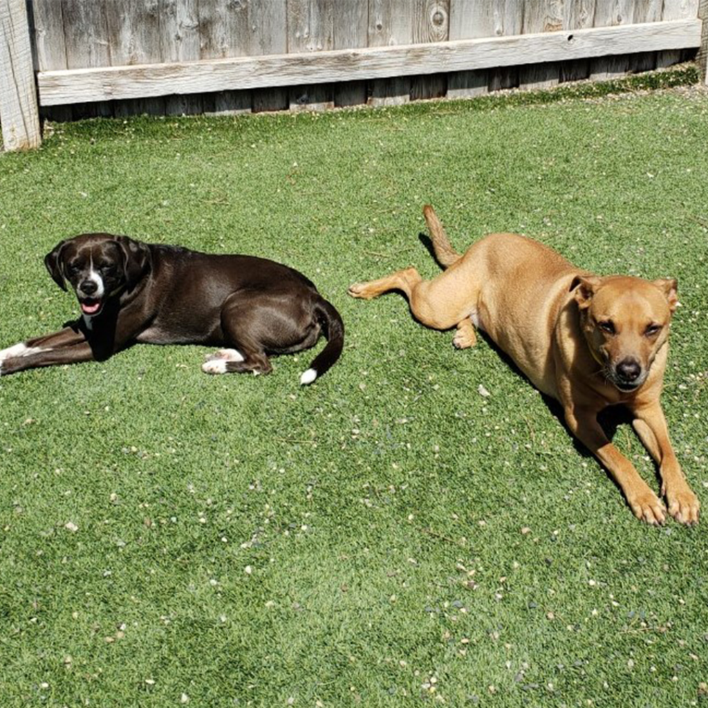 Paws & Pals Pet Resort