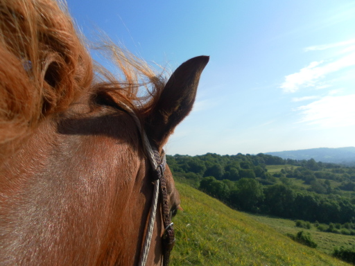 Passive Horsemanship. Western Riding Intruction