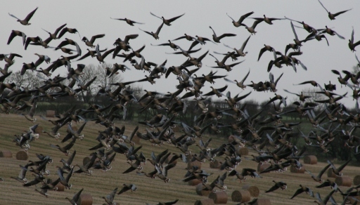 Goose shooting in Scotland