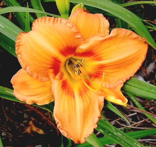 Daylily 'Belan Apricot Promise'
