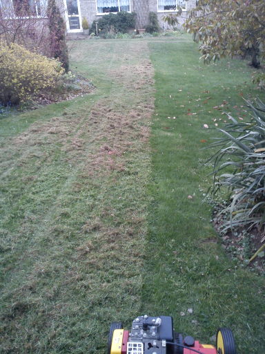 Lawn scarifying to remove moss and improve grass growth
