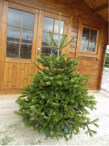 Nordmann Fir Real Christmas Tree