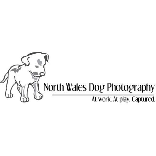 North Wales Dog Photography