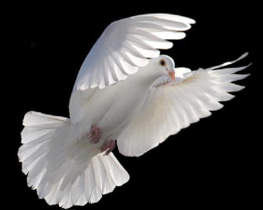 Doves of Love, wedding and funeral dove release Scotland