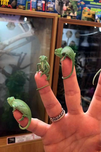 Baby Yemen Chameleons