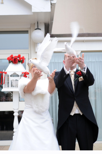 doves