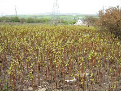 Japanese knotweed infestation in field.