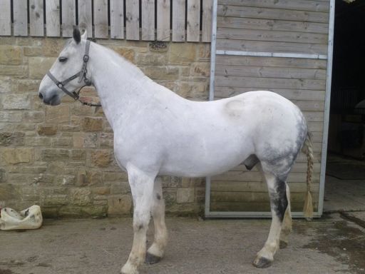 Horse Clipping North East