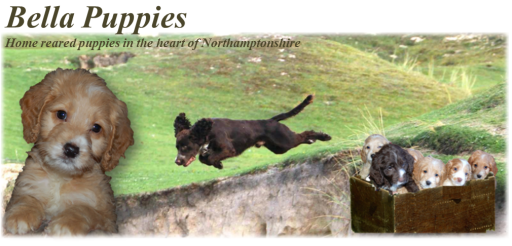 Bella Puppies