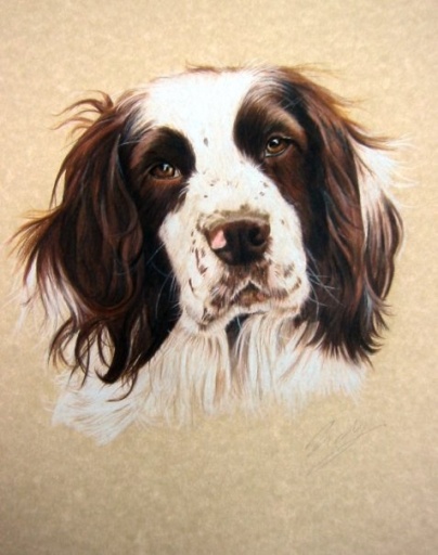 Dog portrait by Tania Coffey