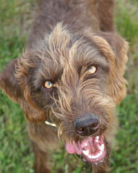 tall timber pudelpointers