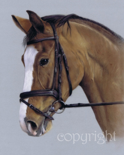 Zorro - horse portrait in pastel