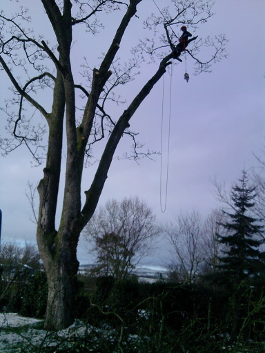 Tree services