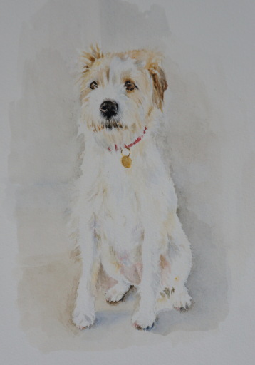 'Scrabble' commissioned watercolour dog portrait