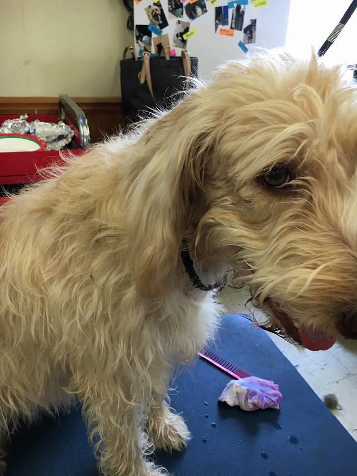 Best Friends Doggie Day Spa