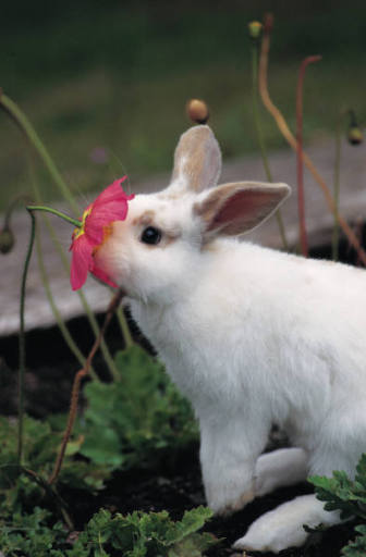 Bunniful!