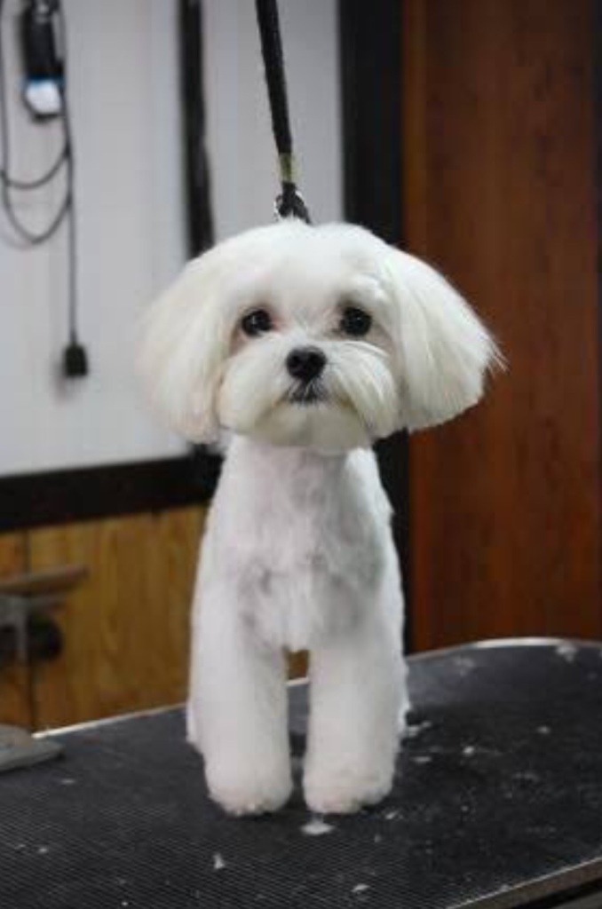 Tips and tails dog grooming 5 Hopetoun Street, Moonee Ponds, 3039