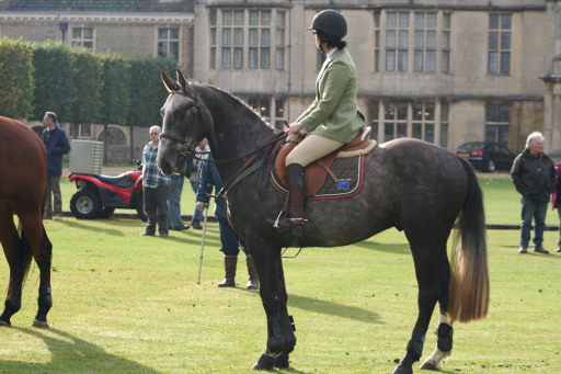 hunters for sale at imperial horses