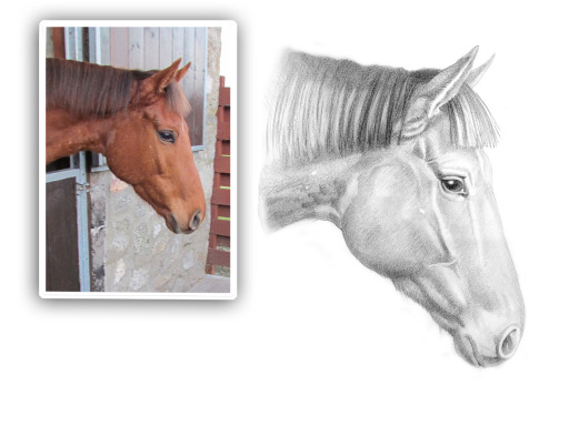 Pencil drawing horse portrait