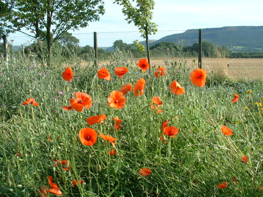 Poppies in the wildflower meadow