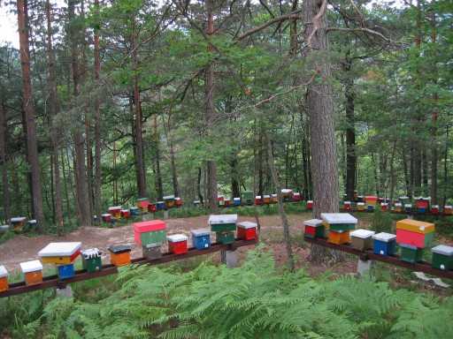 Nucleus Hives,