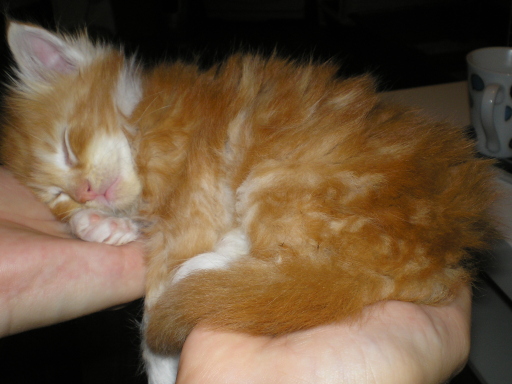Maine Coon kittens from Kyamron