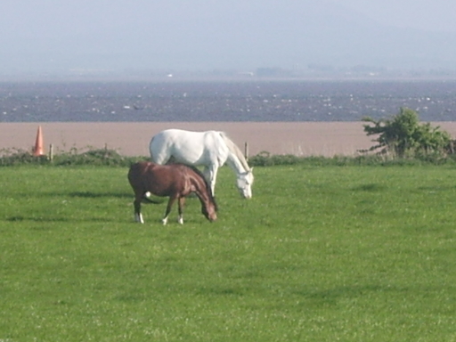 grazing