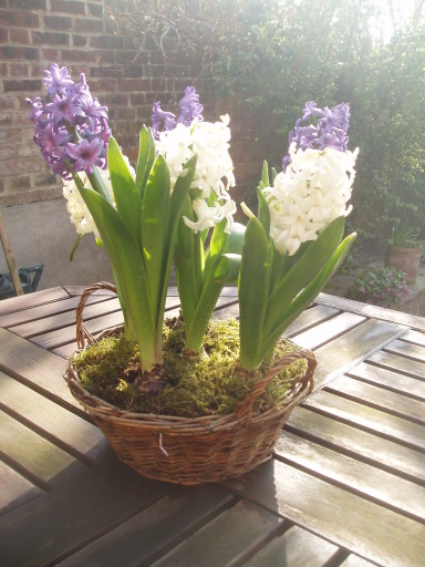 Female Gardener in Hertfordshire